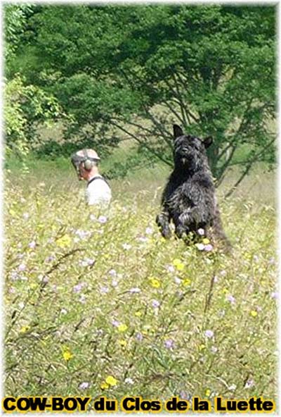 le bouvier des flandres et le cheval - Elevage du CLOS DE LA LUETTE - COPYRIGHT DEPOSE